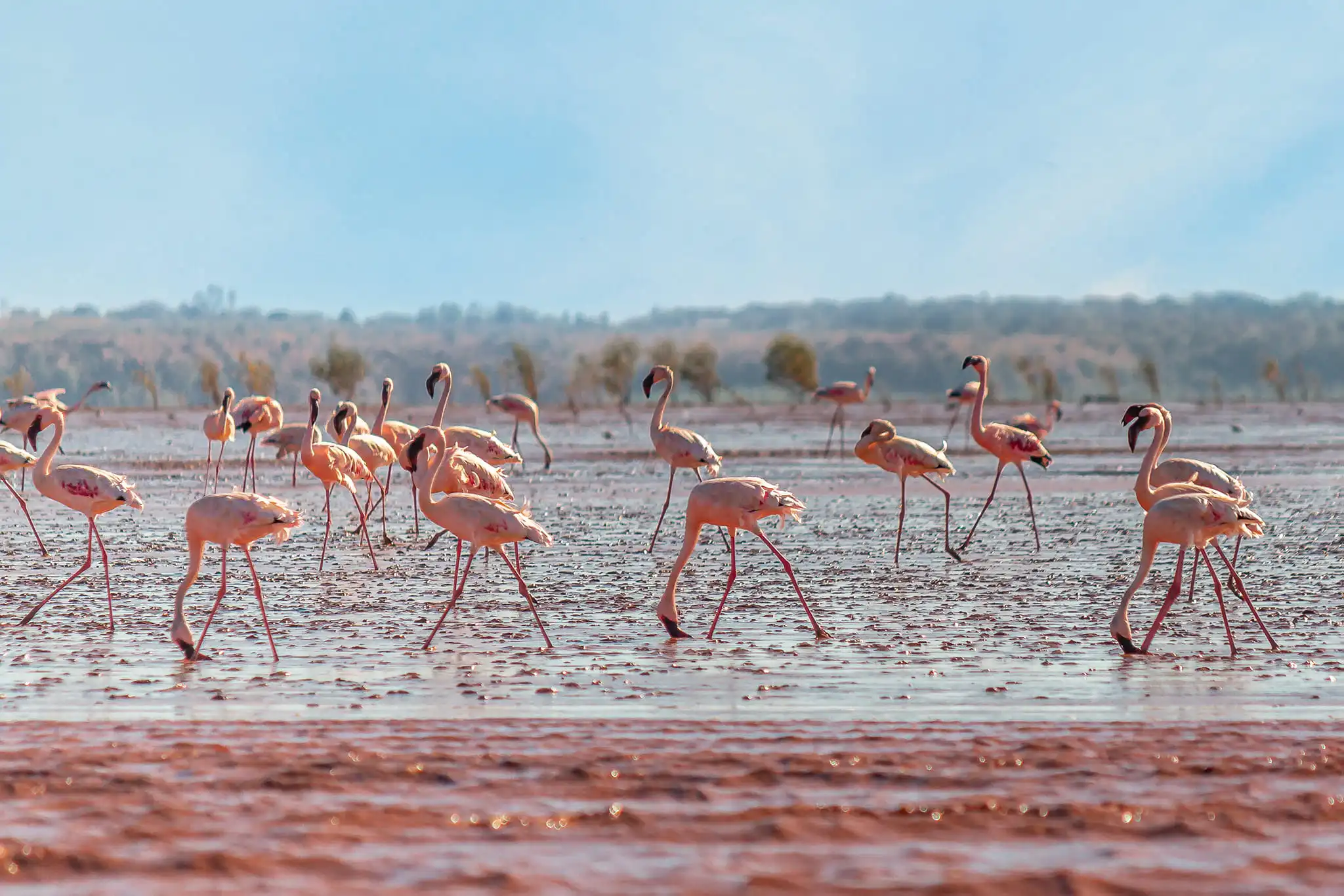Flamants roses de Betsiboka